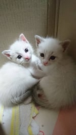 【これ予約しとかんけん】ぎゅぎゅっとこだわりの詰まった♡バンダナシリーズ