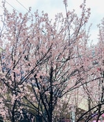 あつこブログ　15回表