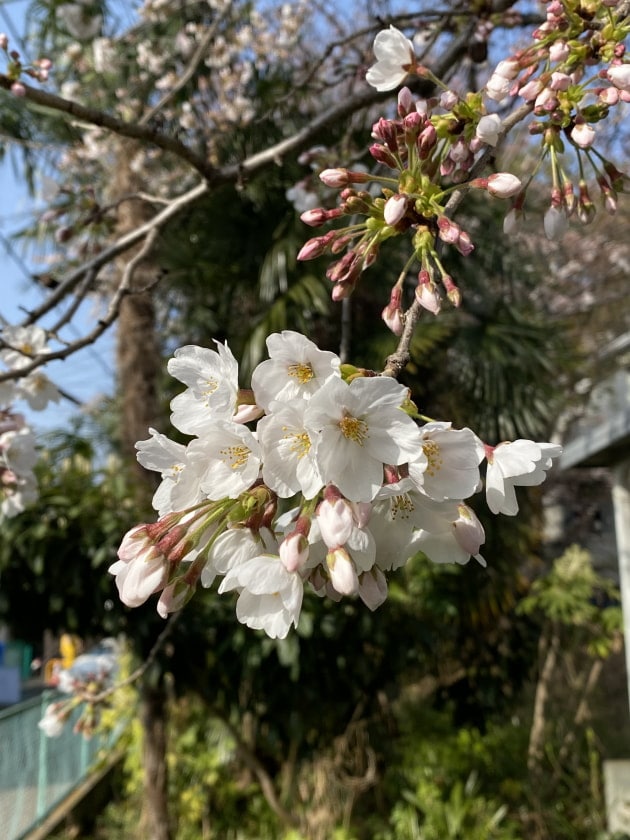 【ご卒園・ご卒業】おめでとうございます