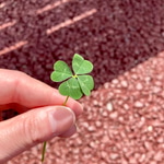 フラワーモチーフアイテム特集②