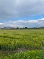 ガキのいろいろ。