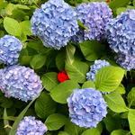 別注【REIGNING CHAMP】ワッフルポロシャツ