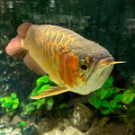 ずーろぐ No.19[SMITH's別注予約アイテム]