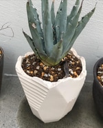植欲とは？
