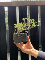 植物祭りinマルシェ(植替え体験ありますよ〜)