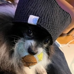 ずーろぐ No.29[心地良いポンチ素材のお話(早割対象)]