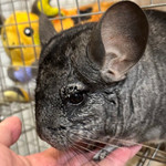 冬支度はワッチキャップから！