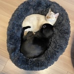 つい触りたくなる
