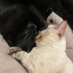 〈PYRENEX〉のスペシャルダウン