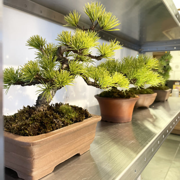盆栽初めてみませんか？」TRADMAN'S BONSAI POP UP SHOP