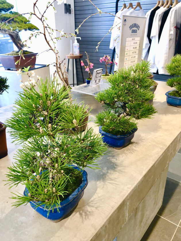 TRADMAN'S BONSAI POP UP SHOP｜ビームス ジャパン｜BEAMS