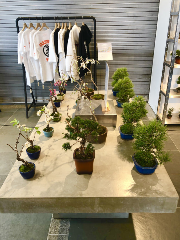 TRADMAN'S BONSAI POP UP SHOP｜ビームス ジャパン｜BEAMS