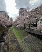 桜の花びら舞い散るなか