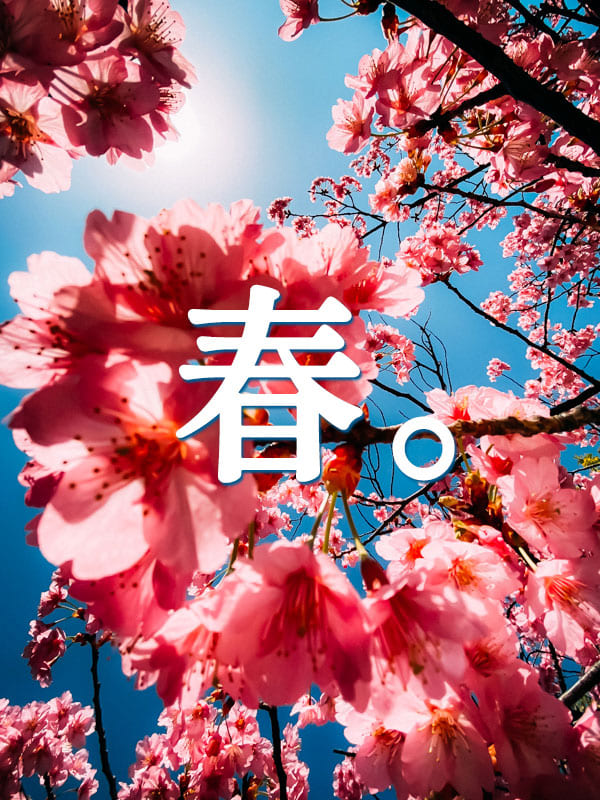 晴天に咲く春の桜のように｜ぼくおおくぼ｜BEAMS
