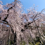 春満喫なデイオフ〜花粉は辛い〜