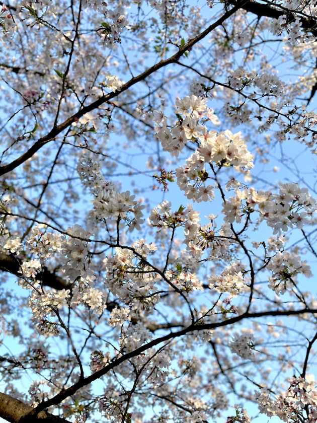 ブチログ【お花見】