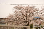 東京からこんにちは！