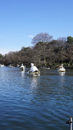 吉祥寺を満喫している今日この頃