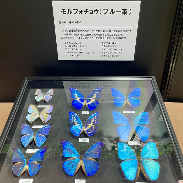 『昆虫展示会編』ストリート好き野口の【ノグットスタイル】1011