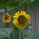 わたしの夏休みと最近買ったもの