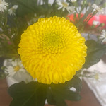 四国一周！（徳島除く、ごめんなさい）香川がほとんど！