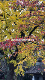 "日常"Autumn running編