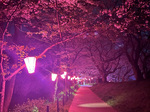 【エキチカビームススタッフオススメ“お花見”スポット〜大宮編〜】