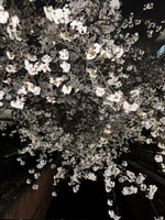 エキチカビームススタッフオススメ”お花見”スポット東京編