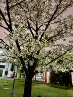 エキチカビームススタッフオススメお花見スポット〜北千住編〜