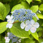 T-shirt Collectionﾟ・*:.｡.♡