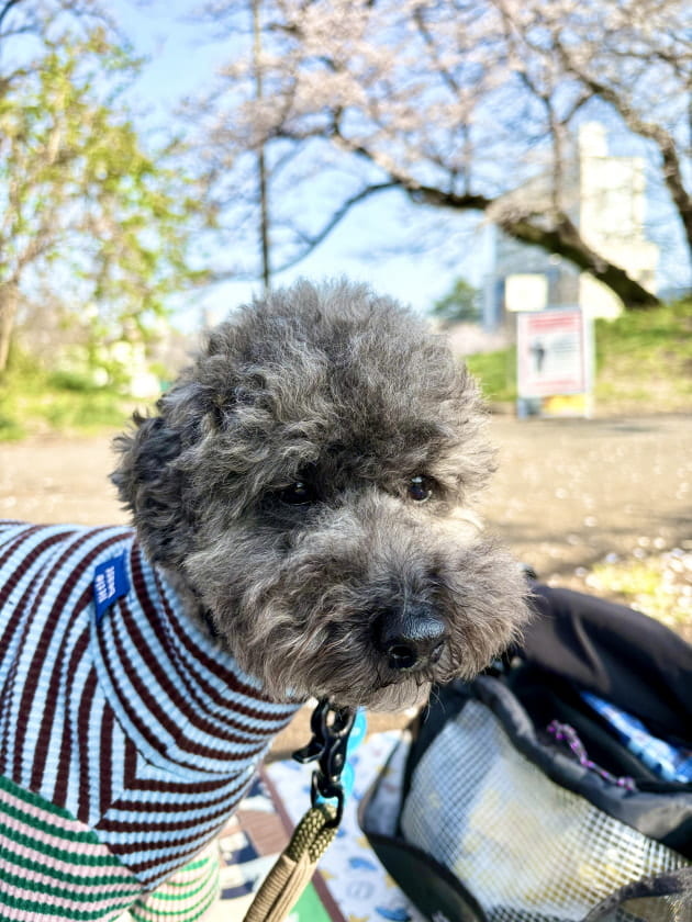 こども用自転車販売スタート！