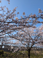 【BARACUTA】春の軽い羽織物にぴったり♪