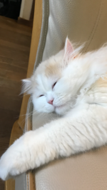 一石二鳥コートです。