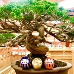 だるまさんが転んだ！