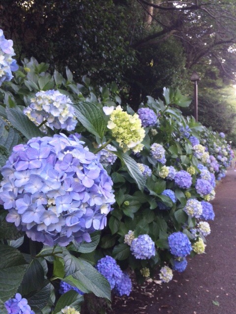 紫陽花