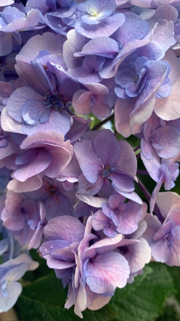 Red Card 気になる方はチャンス ビームス 池袋 Beams