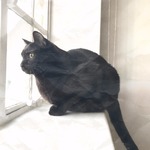 MEGです。
