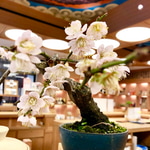 もうすぐ春ですね〜