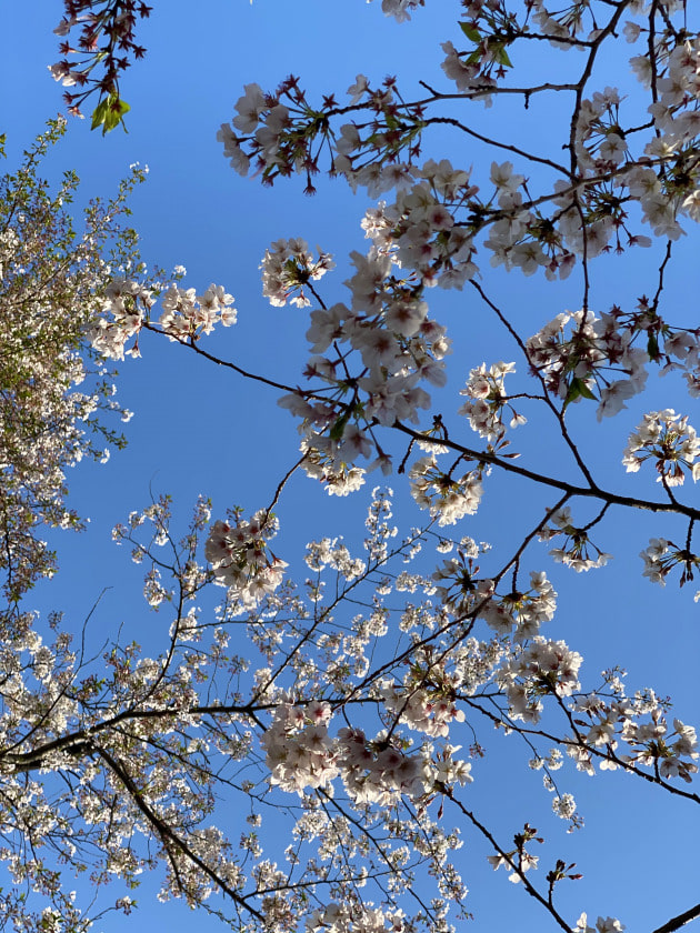 BEAMS BOY的、Tシャツ3大特集！！！〜Part2〜