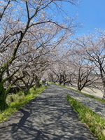 桜は今が見頃！？