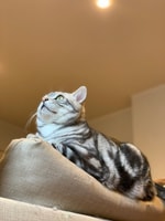 猫と服　④ 帽子