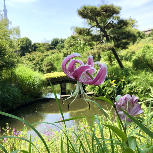 ユリを探す わびさびを感じる公園散歩 ビームス ハウス 丸の内 Beams