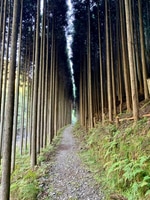 京都一周トレイル®︎北山西部コース、西山コース