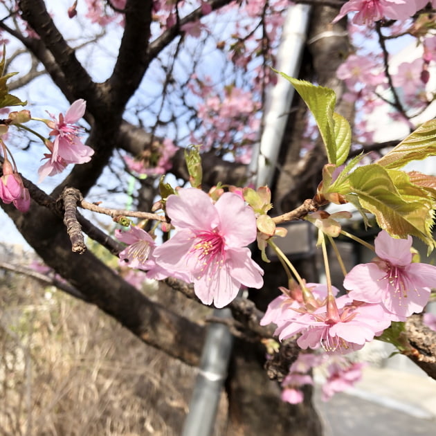 ひと足お先にサクラが♪河津桜があたたかくなってきたことをお知らせします！