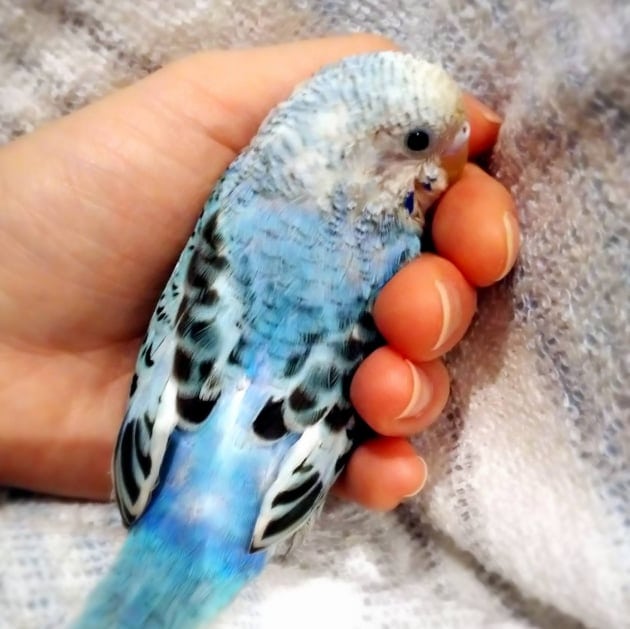 ジェルネイル インコ セール