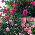 【ずっと愛される】Frank&Eileen POP UP開催！