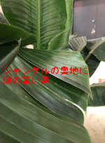 笹木探検隊が行く〜ジャングルの奥地で響く、謎の笑い声〜Coleman × ELEY KISHIMOTO × BEAMS編