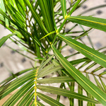 サマーシューズのススメ。