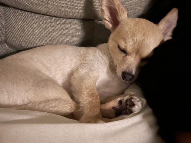 驚き 予約できるって 招き犬 ビームス ジャパン 渋谷 Beams