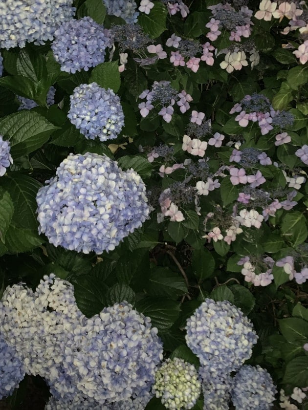 梅雨と紫陽花と雨靴と